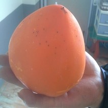 대봉감나무 야오끼대봉감나무 왕대봉감나무, 야오끼대봉감나무2년생