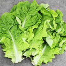 채선 쌈채소 쌈요리에 좋은 청상추 500g 1kg 2kg, 1포