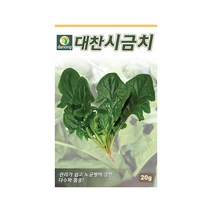다수확 품종 대찬시금치 씨앗 20g 노균병 강함, 단품