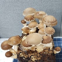 사각 표고버섯 배지 6개 묶음