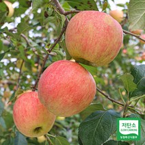껍질째 먹을 수 있는 저탄소인증 장성사과 5kg(20~25과), 1개
