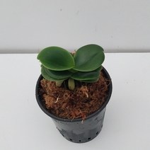 청옥환 나도풍란 난 관엽식물