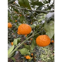 제주 설국향 수라향 신비향 아스키 고당도 만감류 감귤 가정용 3kg 5kg 10kg, 설국향(가정용) 45~60과 10kg, 1개