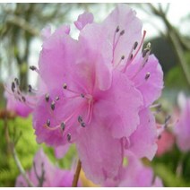 묘목 진달래 (수고 40cm 포트묘)/5주 KJ1614, 1개