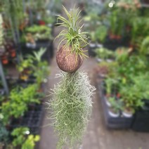 식물 공장 코코넛이오난사수염틸란드시아 이오난사 공기정화식물 69Ss