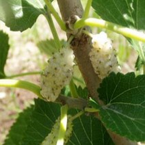 묘목/오디-슈퍼화이트오디/접목 1년 B998