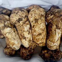 자연산 송이버섯 가정용 선물용1kg, 2등급(선물용)1kg