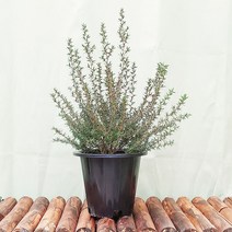 [하늘꽃농원] 호주매화 대품 고혹적인 꽃이 나무 가득