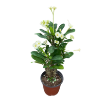 그린플랜트 공기정화식물 꽃기린(화이트) 1+1