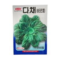 다채 씨앗 2000립 [23년포장] 비타민채 종자, 1개