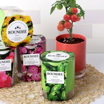 방울토마토 메리골드 허브바질 화분 식물 기르기 세트, 상품선택, 강낭콩