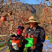 해발 600m 거창 고랭지 햇 부사 못난이 흠집 명품 꿀 사과 5kg 10kg, 1박스, 정품사과 5kg 중대과(15~16과)