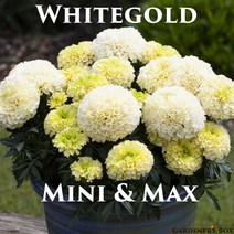 화이트골드 미니&맥스 아프리칸 메리골드 (꽃씨앗/10립)식용 꽃차 WhiteGold marigold, 맥스 화이트골드