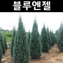 블루엔젤 나무 묘목 4치장포트 3개/정원/공원/조경수