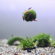 풍선모스볼키우기 열대어 구피 새우 놀이터 은신처, 풍선모스볼[대] 실길이 약 10cm