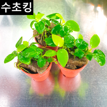 [수초킹] 아누비아스 골든나나, 2포트