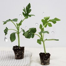 내가 키우는 망고수박모종 흑피애플수박모종 5주-40주 식목일 식물 기르기, 망고수박모종 40주