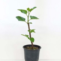 무화과 미니 과일 나무 묘목 화분 키우기 과실수 유실수 반려 식물