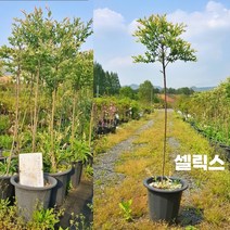 대량입고 소량한정 / 셀릭스 고접외목대 화물비무료 / 정원이나 화분에 SS5, 1개