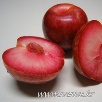 [나무인]플럼코트묘목 2그루