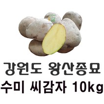 [강원도 정품 왕산종묘] 수미 씨감자 10kg 수미 야채 반찬용 씨감자 텃밭 주말농장 왕산 품질좋은 감자, 수미(왕산종묘 야채 반찬용 씨감자) 10kg