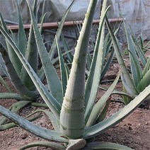유기농 생알로에 베라 3kg 식용, 단품