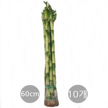 도도팜 개운죽 10cm 12cm(10개) 20cm 30cm 40cm 50cm 60cm 70cm 80cm 100cm 3단원통 나도풍란, 06.개운죽60cm(10p) 1개