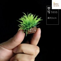 (어항 꾸미기 수초) 어항 음성 붕어마름 개구리밥 꾸미기 수초어항, 화이트 미니 초구【5개】