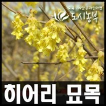 히어리 80cm 분묘