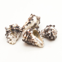 오꿈 조개껍질 조개껍데기 소라껍데기 소라껍질, C06 타공조개껍질 뿔소라, 봉