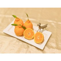 제주도 서귀포 특산품 천혜향 한라봉 농장직송 가정용 신혼여행 선물, 천혜향_선물용 3kg(중)13~18수