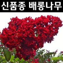 배롱나무/다이너마이트 묘목 삽목1년 포트묘 3개/정원/공원/조경수