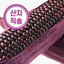 블랙베리 옥수수 마약옥수수 햇옥수수 햇찰옥수수, 블랙베리 20입