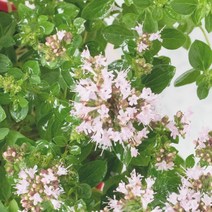 프랑스와즈 마조람 에센셜오일, 100ml