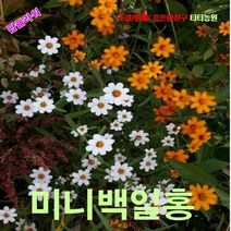팝플라워 미니백일홍-리네아리스 3색혼합 씨앗 200립, 1개