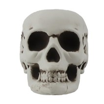 두개골 해골 모형 2호 (18X13.5X12cm), 단품