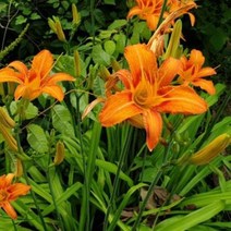 [슬기로운아이템] 조경수 원추리 포트 야생화, SSS[상품_상품선택]SSS