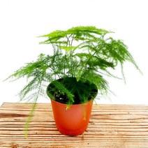 꽃나무팜 아스파라거스 나누스 거실 실내인테리어 반음지식물 테라리움 수경재배