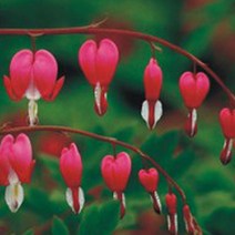 한국 금낭화 씨앗 야생화 꽃씨 종자 품종 정원 20립 _ 2022969EA, 본상품선택, 1개