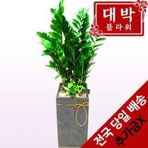 꽃친구 금전수 돈나무 개업 축하 화분 전국당일배송 이사선물 식물