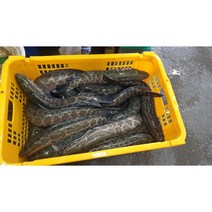 가물치 10kg 국내산 자연산 보양식 산모 산모회복 재료 민물나라 달인직판, 냉동 10kg