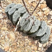 [올식스] 하월시아 옥선 풍화 다육식물 다육이 키우기 공기정화식물 개업화분