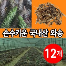 김천 직영농장 건와송 생와송 100g, 12개 (8000원 할인), 12개