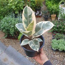 35~50cm 89 수채화 고무나무 중품 관엽식물 아레카야자