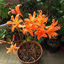 [구근]백양화, 오렌지 : 1구