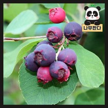 (나무판다) 준베리 나무 묘목 발레리나 삽목2년 포트