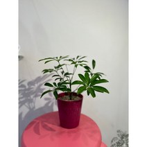 (실내 공기정화) 쉐플레라 대나무 홍콩야자 소형, 하늘색, 1개