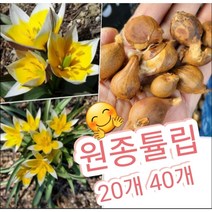 원종튤립구근 20개 40개/매년 퇴화하지 않고 번식하는 원종튤립 강추, 40개