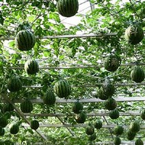 가정원예용채소 씨앗] 애플수박 (소형수박) 10립, 단품없음