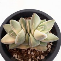 [나애다육] 기천금(2두컷팅군생)(랜덤발송)